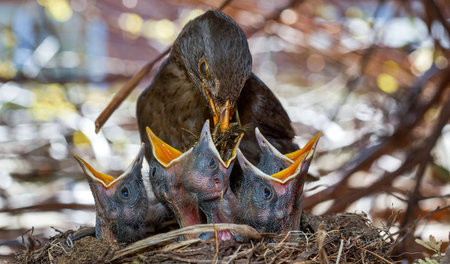 Amsel mit Küken (Singvögel werden auch ebenerdig massakriert)