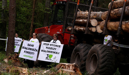 Umweltschützer in Aktion: Protest gegen die Abholzung des Urwald...