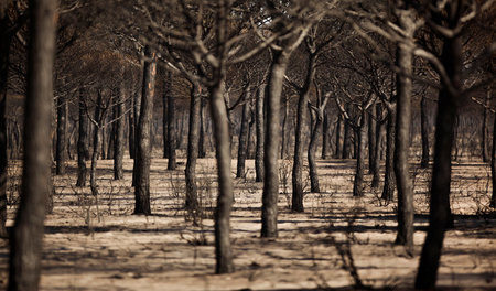 Verbrannte Bäume am Montag im Doñana-Nationalpark