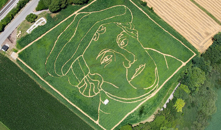 Überall Luther. Bearbeitetes Pflanzenfeld bei Utting am Ammersee...