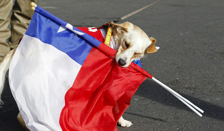 »Bedingungslose Liebe«: Chile hat ein Herz für Hunde