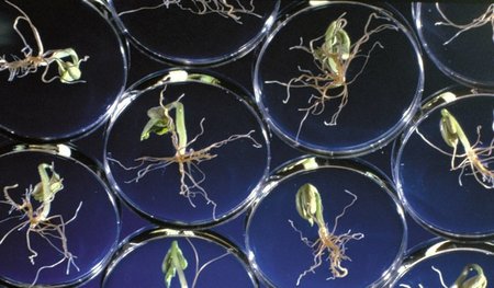 Hightechpflanzenzucht: Keimlinge in Petrischalen bei Bayer CropS... Hightechpflanzenzucht: Keimlinge in Petrischalen bei Bayer CropS...