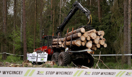 Die Bäume fallen, der Konflikt mit Brüssel eskaliert: Rodungen i...