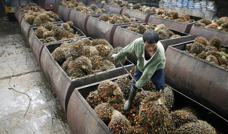 Geerntete Ölpalmenfrüchte vor der Verarbeitung auf den Philippin...