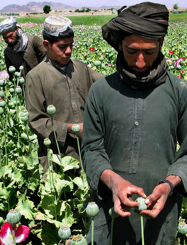 Erntezeit in der ­Region von Kandahar: Aus den Samenkapseln der ...