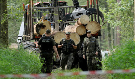 Wachposten im Bialowieza-Urwald in Polen (2. August)