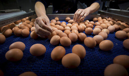 Eier werden auf dem Färderband einer Hühnerfarm im belgischen Me...