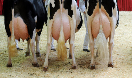 Die Rettung naht: Milchkühe sollen die günstige Versorgung in Ru...