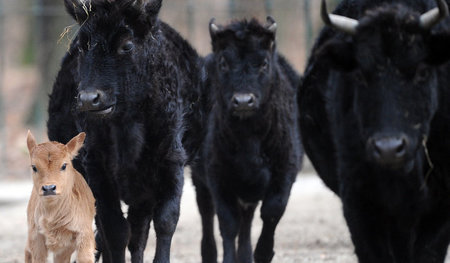 »Dynamische Märkte«? Für Zebu-Rinder zum dynamisch davonlaufen