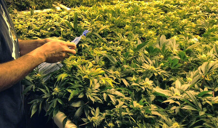 Im US-Bundesstaat Colorado wird Marihuana legal angepflanzt (Den... Im US-Bundesstaat Colorado wird Marihuana legal angepflanzt (Den...