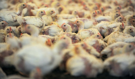 Jedes sechste Huhn und jede dritte Pute wird mit Antibiotika beh... Jedes sechste Huhn und jede dritte Pute wird mit Antibiotika beh...