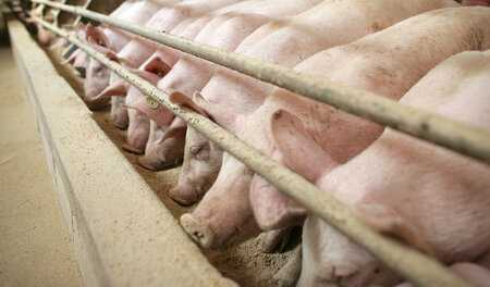 Schweinemastbetrieb in Thüringen. Laut Bauernverband geht den Mä... Schweinemastbetrieb in Thüringen. Laut Bauernverband geht den Mä...
