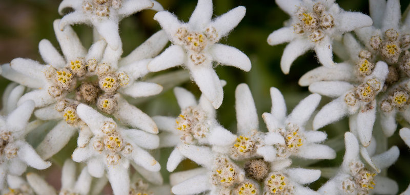 Nazi Flower Adolf Hitlers Lieblingsblume, Tageszeitung junge Welt, 13.06.2019